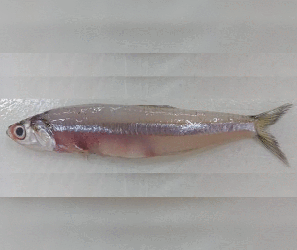 Anchovy (Handella)