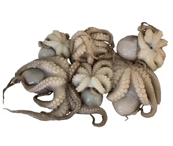 Baby Octopus