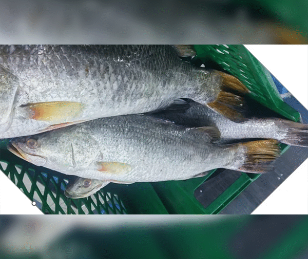 Barramundi (Koduwa)