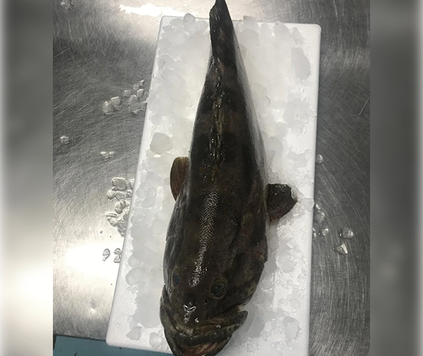 Cobia (Mudilla)