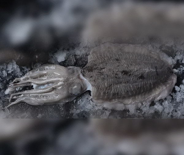 Cuttlefish