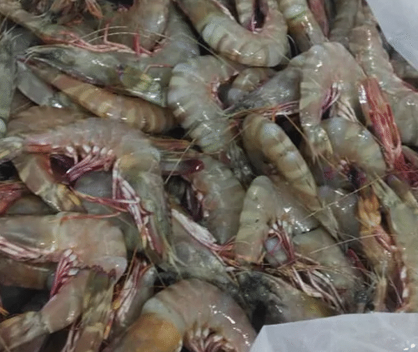 Flowery Prawns