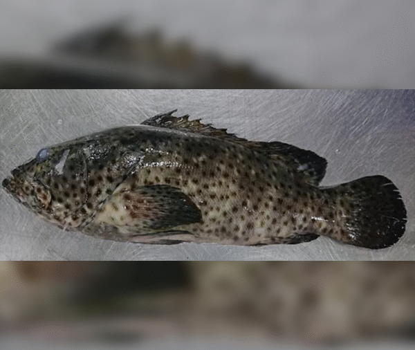 Grouper