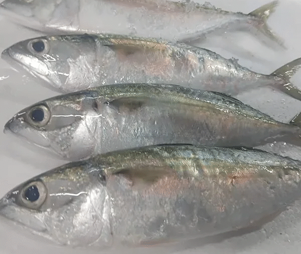 Indian Salmon (Kavalla)