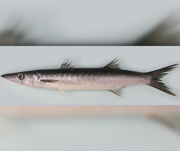 Jellava / Seelawa (Baracuda)