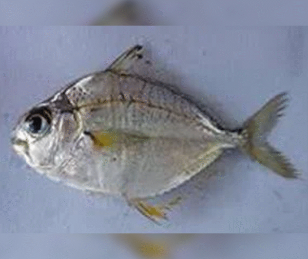 Karalla (Pony Fish)
