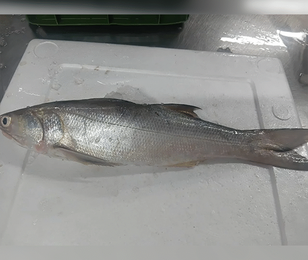 Lady Fish