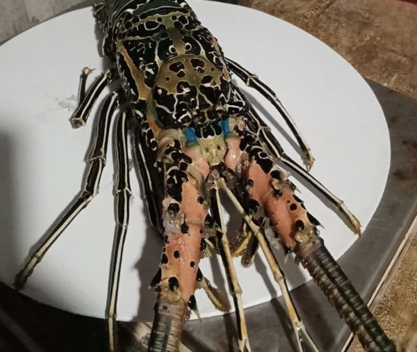 Lobster