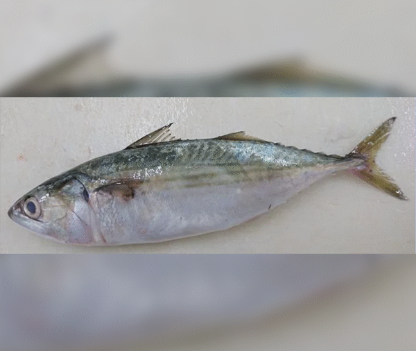 Mackerel (Kumbalawa)