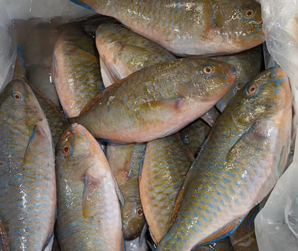 Parrot Fish