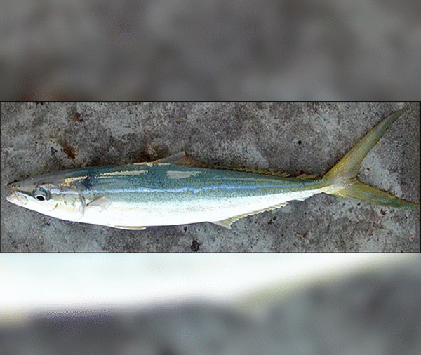 Rainbow Runner