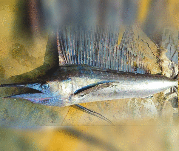 Sail Fish