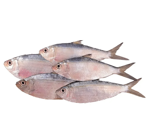 Sardine (Sudaya)