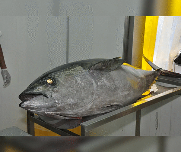Tuna Whole / H & G